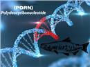 Polydeoxyribonucleotide (PDRN)