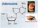 Adenosine Công dụng - Cấu tạo