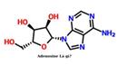 Adenosine Là Gì? Tác dụng của Adenosine với mỹ phẩm