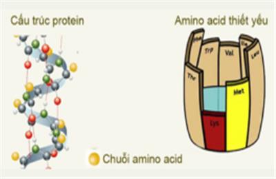 Amino acid là gì mà có thể “cứu” được hầu hết các vấn đề da?