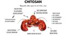 Chitosan trong mỹ phẩm có tác dụng gì