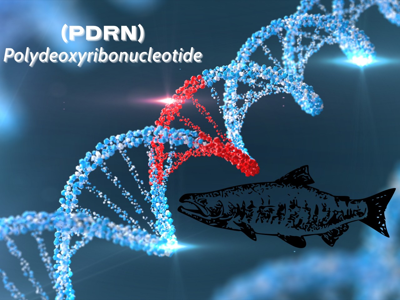 Polydeoxyribonucleotide (PDRN)